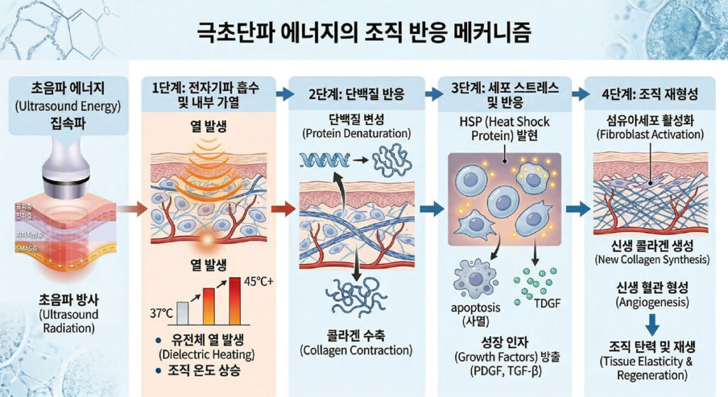 극초단파 에너지의 조직반응 메커니즘